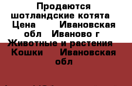 Продаются шотландские котята › Цена ­ 1 - Ивановская обл., Иваново г. Животные и растения » Кошки   . Ивановская обл.